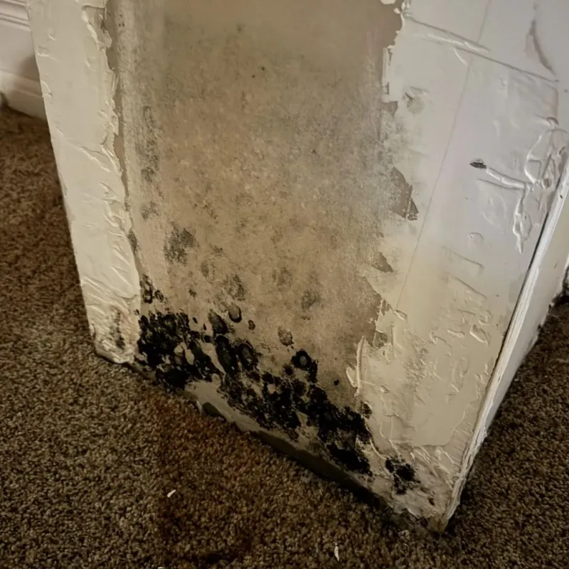 Professional Mold Removal in Dripping Springs, TX